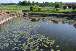 いせさきふらっと観光　『湧水 あまが池』