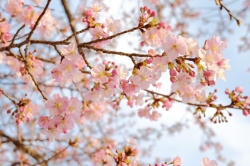 いせさき市民のもり公園の河津桜が開花しました！