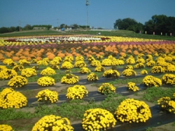 アイマップオススメ！秋の花イベント<br />開花とともに、楽しいイベントが盛りだくさん