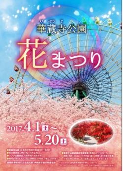 桜を見に行こう！華蔵寺公園花まつり　開催中