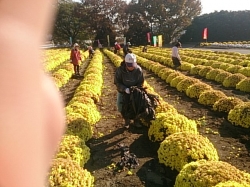 小菊の里閉園