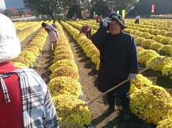 小菊の里閉園