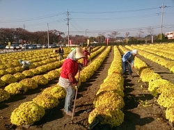 小菊の里閉園