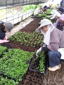 小菊の里つくりの会鉢上げ作業小雨でしたが楽しく作業終了