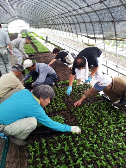 小菊の里つくりの会鉢上げ作業小雨でしたが楽しく作業終了