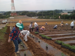 小菊の里つくりの会本圃植え付け作業