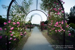 玉村町北部公園 バラ園