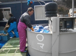 鮎川浜のおしかのれん街、泰平荘、塩倉わかめ