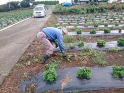 小菊の里除草作業