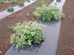 小菊の里除草作業