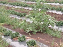 小菊の里除草作業