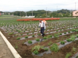 小菊の里除草作業