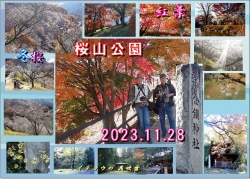 妙義山紅葉･桜山公園･