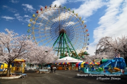 華蔵寺公園 桜満開