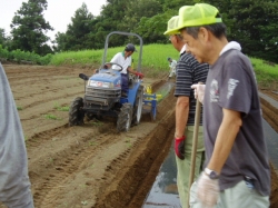 小菊の里つくりの会ﾏﾙﾁ引き作業