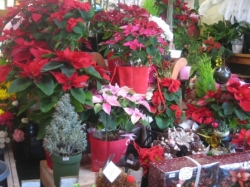 冬のお花屋さん情報！<br />クリスマス、お歳暮、そしてお正月…素敵なお花とともに
