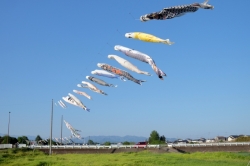 いせさきの春の風物詩『粕川の鯉のぼり』 (2025年)