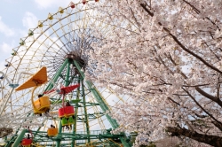 華蔵寺公園では桜が見頃のピークを迎えています (2022年)