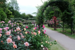 玉村町北部公園のバラ園では、バラが見頃を迎えています♪ (2021年)