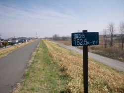 春です！菜の花咲いてます<br />利根川土手の菜の花