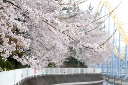 華蔵寺公園も桜満開に