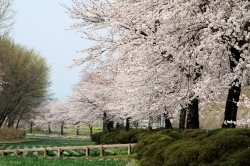 春の便り-桜2