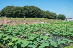 『天幕城趾 あかぼり蓮園』の蓮が見頃です♪   (2021年)