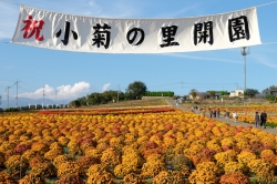 あかぼり小菊の里（2019）