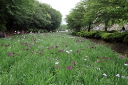 赤堀花しょうぶ園まつり