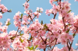 いせさき市民のもり公園の河津桜が見頃のピークを迎えています (2022年)