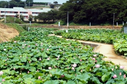 あかぼり蓮園