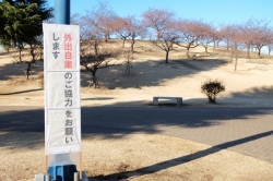 いせさき市民のもり公園の河津桜が開花しました☆ (2021年)