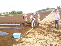 小菊の里作りの会ﾏﾙﾁ敷き