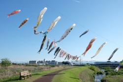 いせさきの春の風物詩『粕川の鯉のぼり』 (2024年)