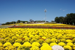 伊勢崎の秋の花イベント！<br />小菊、サルビア、コスモス・・・秋の花が美しい季節です