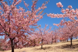伊勢崎市内では河津桜が見ごろのピーク。一部葉桜に
