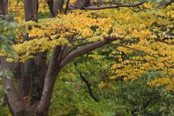 秋の風景 - その３ -<br />赤城見台公園