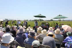 バラの花と演奏で癒しのひととき