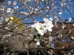 広瀬公園に桜咲いてます<br />紅葉と桜の咲く光景