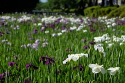 いせさきふらっと観光　『赤堀花しょうぶ園』