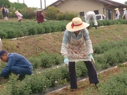 2回目となる除草作業とﾏﾙﾁ直し