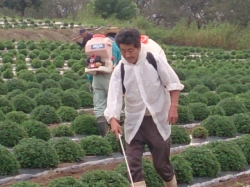 2回目となる除草作業とﾏﾙﾁ直し