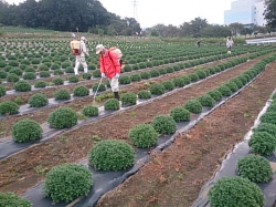 2回目となる除草作業とﾏﾙﾁ直し