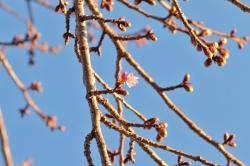 伊勢崎市みらい公園(いせさき市民のもり公園)河津桜の様子です (2024年)