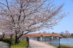 伊勢崎春情景－花写真散歩－