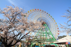 伊勢崎市内の桜もほぼ満開に
