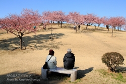 伊勢崎市内に春到来・市民の森 河津桜