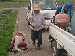 小菊の里除草作業