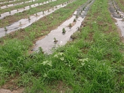 小菊の里除草作業