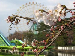 季節は春！華蔵寺公園花まつり
